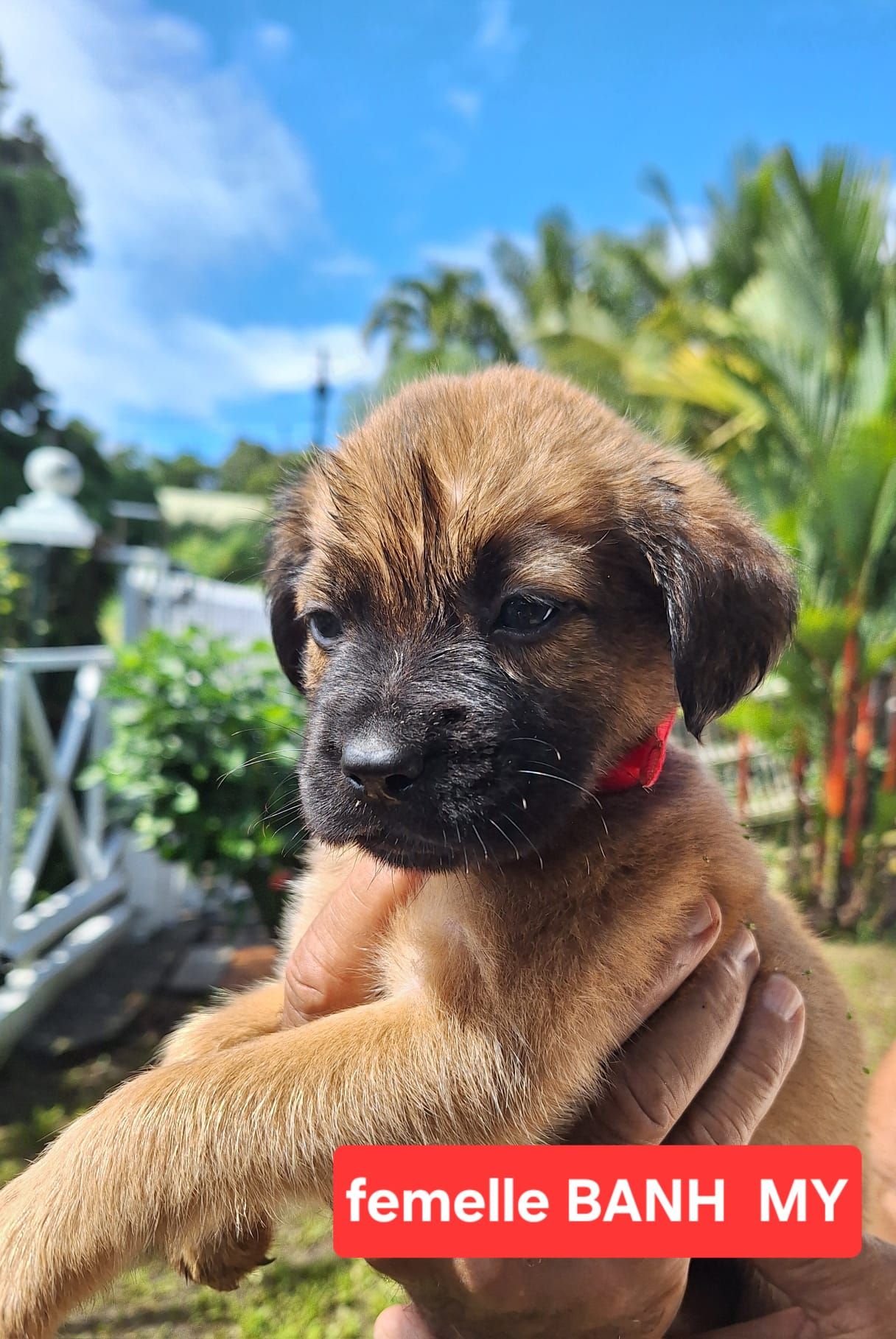 Chiens à adopter